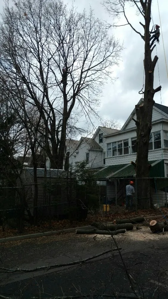 Top-rated yard maintenance experts serving Altamont, NY - Do It all General Contracting and Tree Care