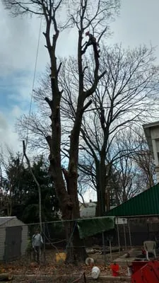 Do It all General Contracting and Tree Care