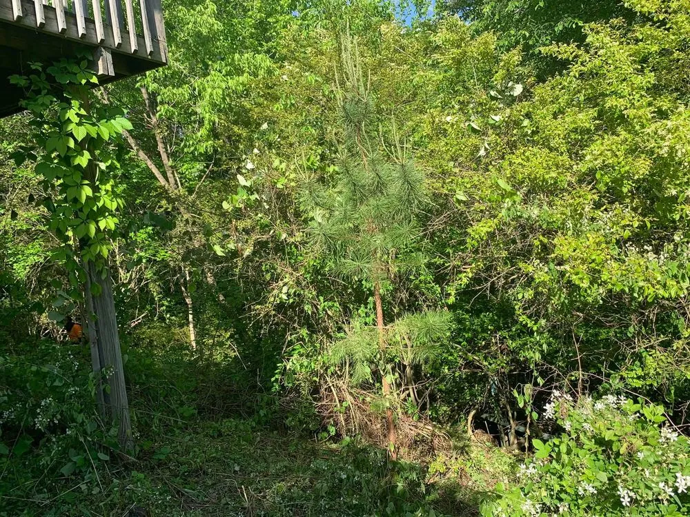 Affordable lawn care service in Chattanooga, TN - Do It All Landscaping