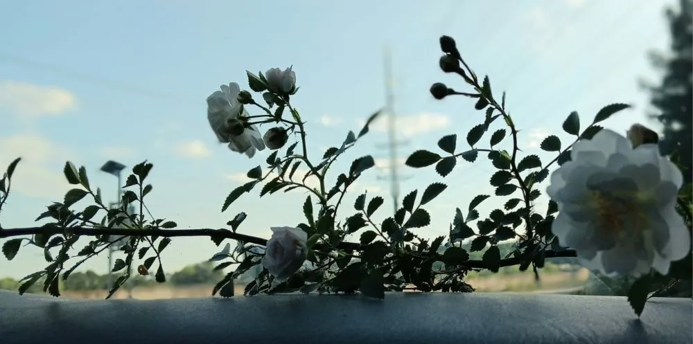 Top-rated garden landscaping in Fayetteville, NC by Do It All Landscaping