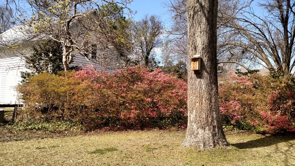 Expert yard cleanup service in Sumter, SC - Do It All Lawn Care