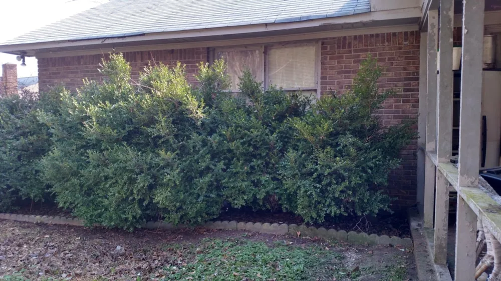 Professional yard cleanup service in Sumter, SC by Do It All Lawn Care