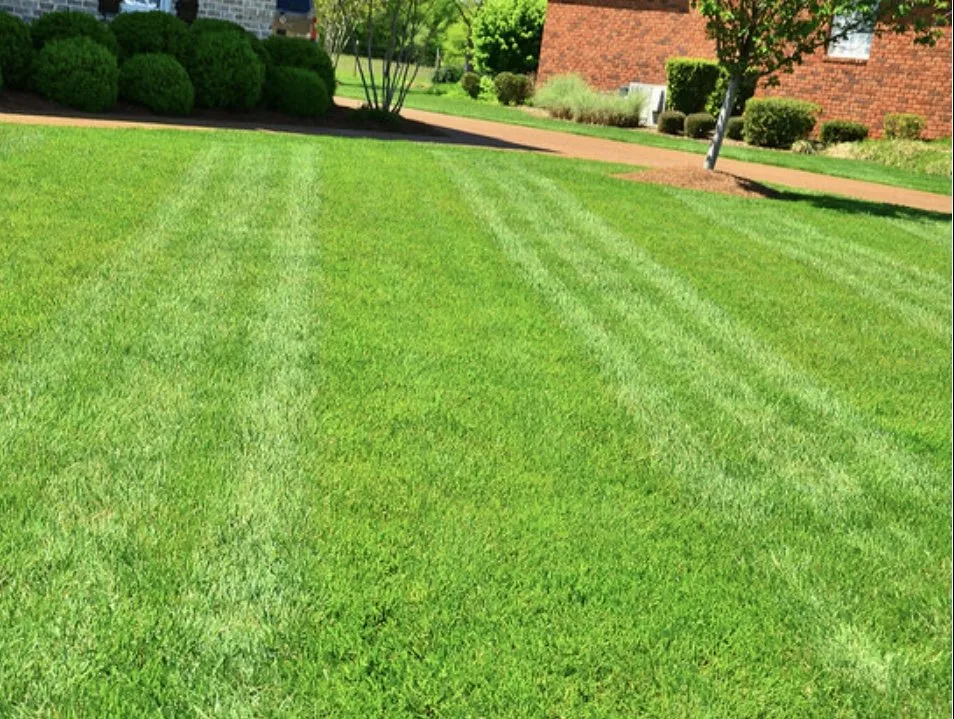 Top-rated yard maintenance experts serving Lexington, SC - Do It All N Repair