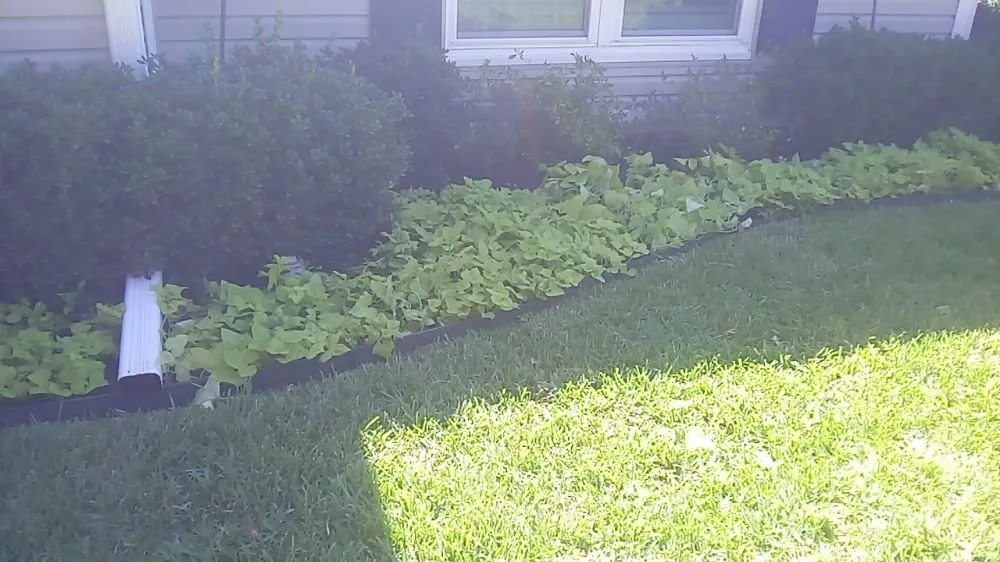 Professional yard maintenance for year-round maintenance in Denton, TX by Do It Right Lawncare