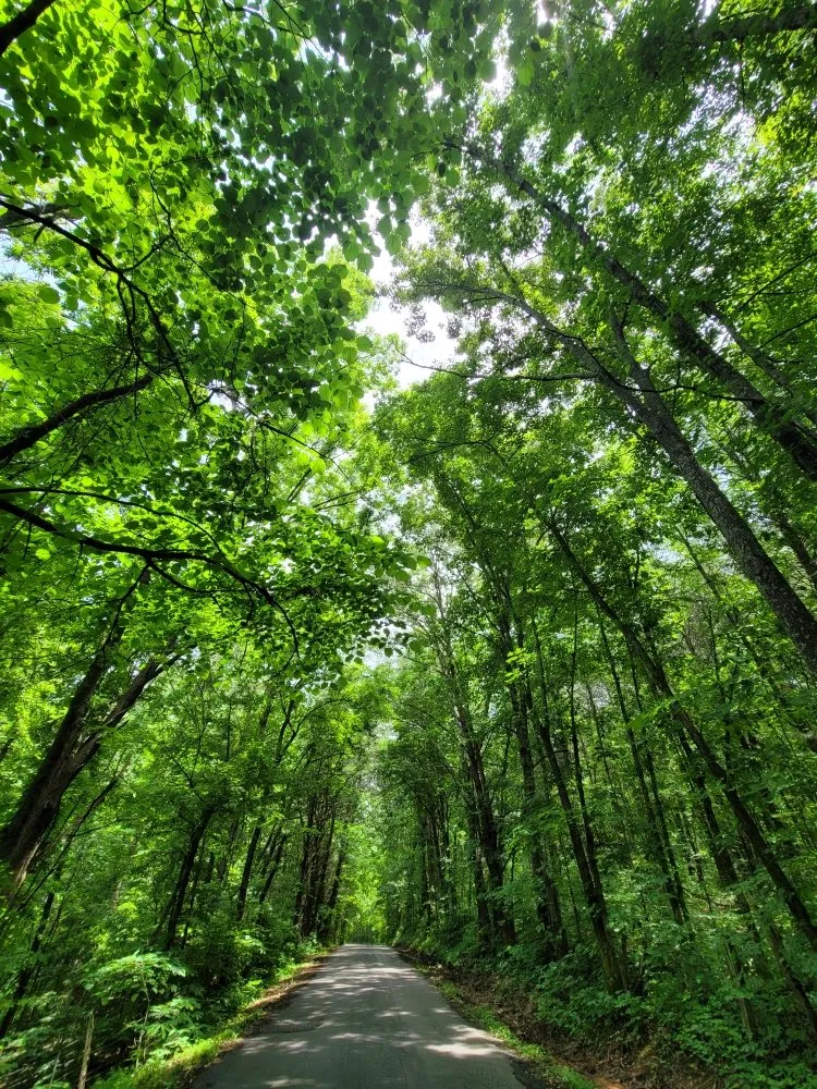 Custom landscape installation near you across Madisonville, TN - Do It Right Lawns