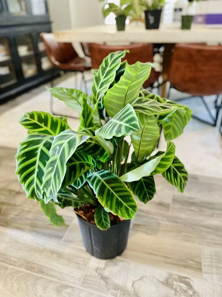 Trusted garden landscaping in Oviedo, FL by Do It Yourself Lawn and Pest