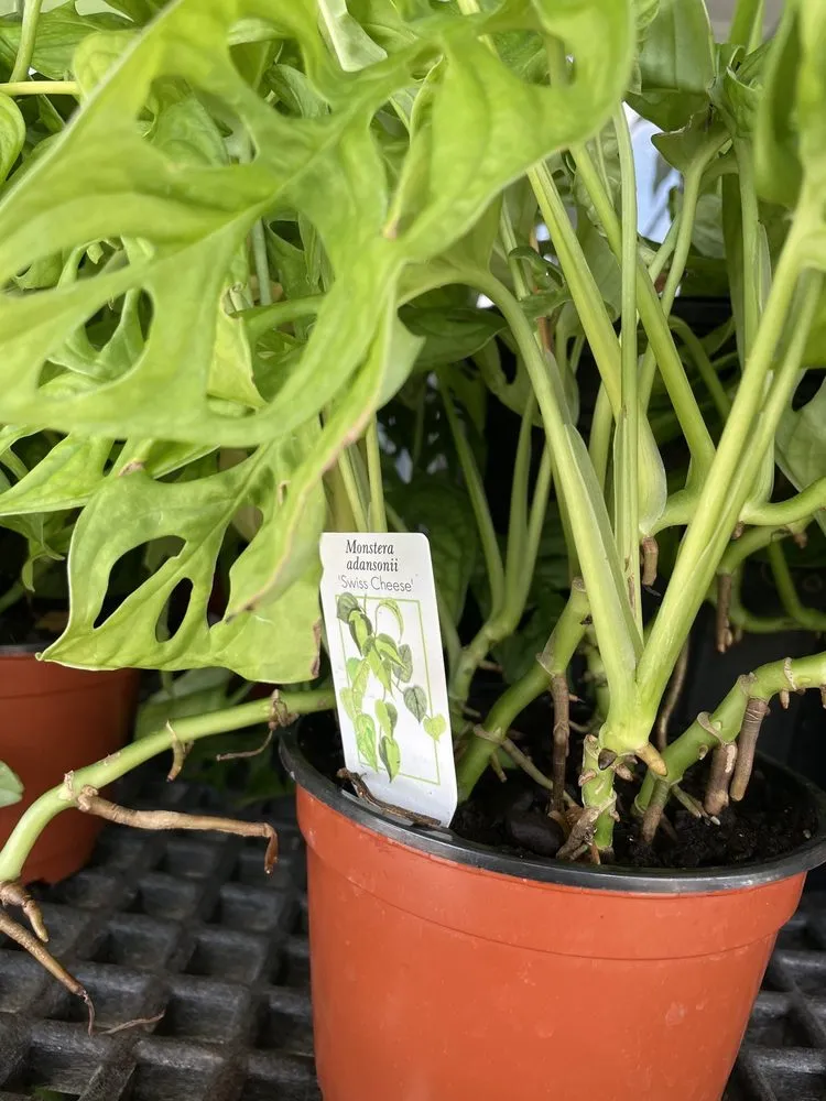 Affordable residential landscaping in Oviedo, FL by Do It Yourself Lawn and Pest