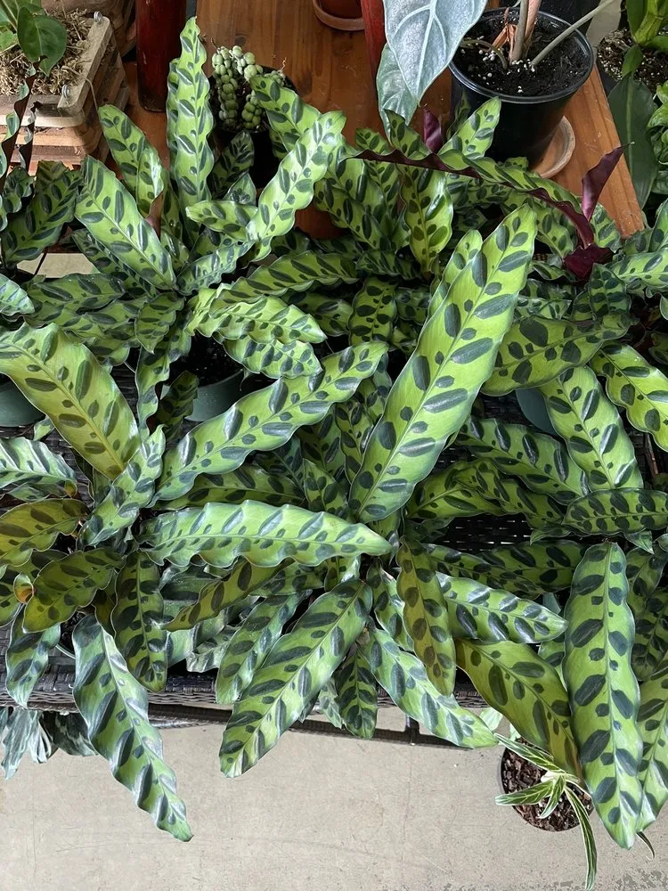 Local yard maintenance in Oviedo, FL - Do It Yourself Lawn and Pest