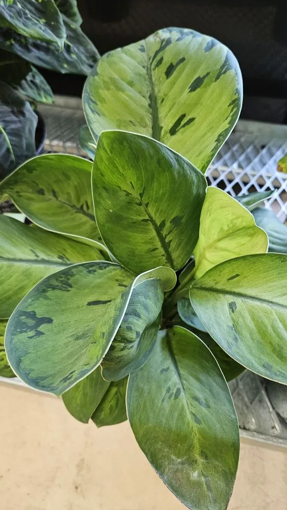 Custom landscape design for homes in Oviedo, FL by Do It Yourself Lawn and Pest