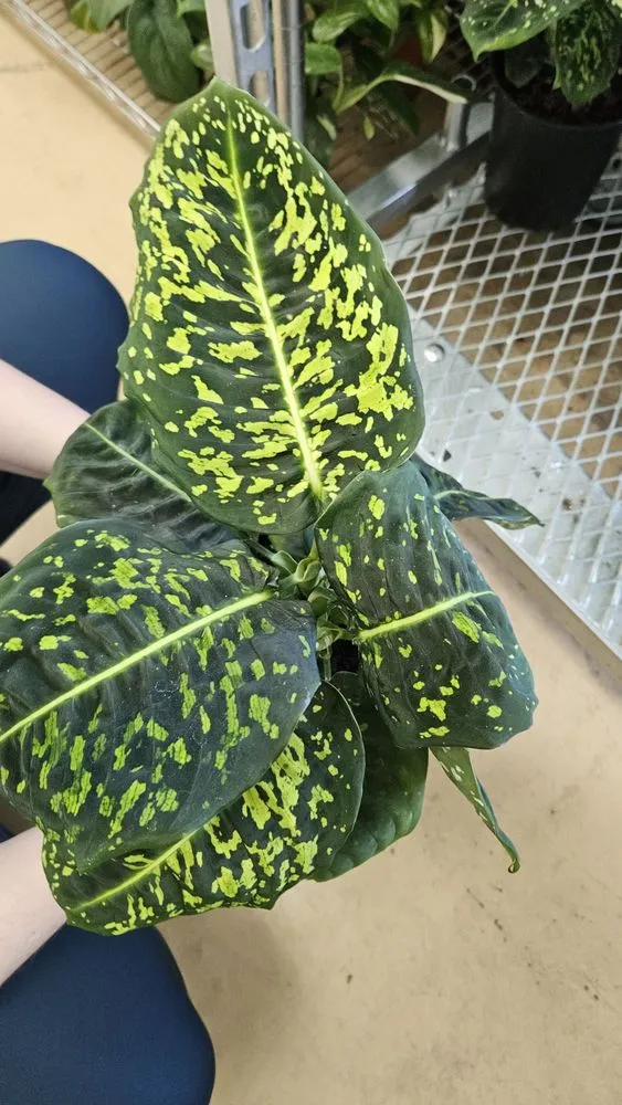 Reliable yard maintenance experts serving Oviedo, FL - Do It Yourself Lawn and Pest