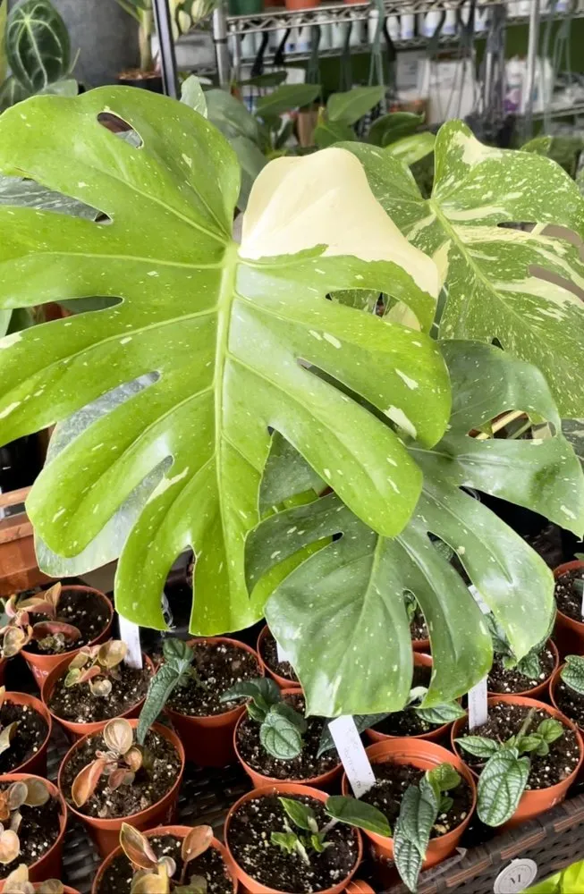 Custom yard cleanup service in Oviedo, FL by Do It Yourself Lawn and Pest