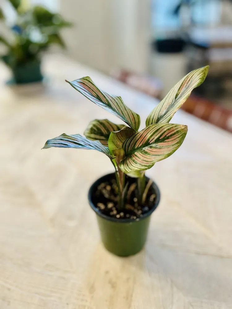 Reliable lawn care service in Oviedo, FL by Do It Yourself Lawn and Pest