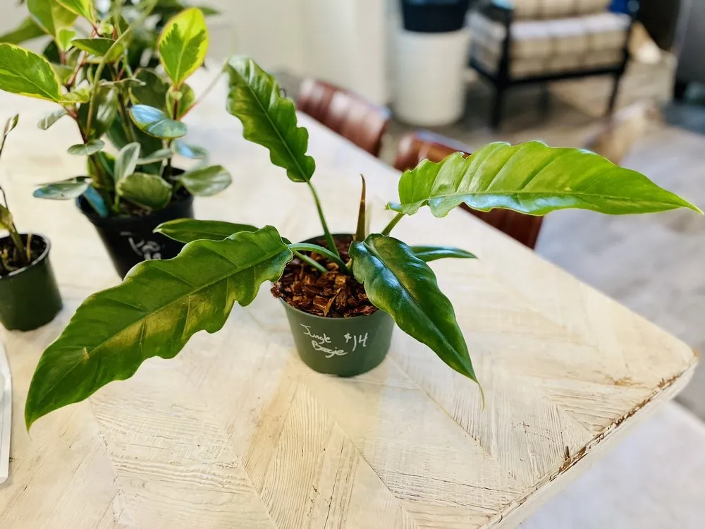 Reliable residential landscaping in Oviedo, FL - Do It Yourself Lawn and Pest