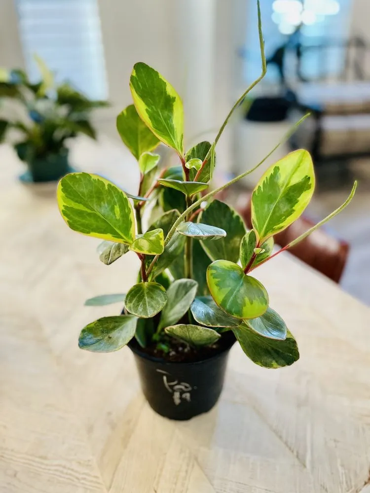 Custom landscaping services in Oviedo, FL by Do It Yourself Lawn and Pest