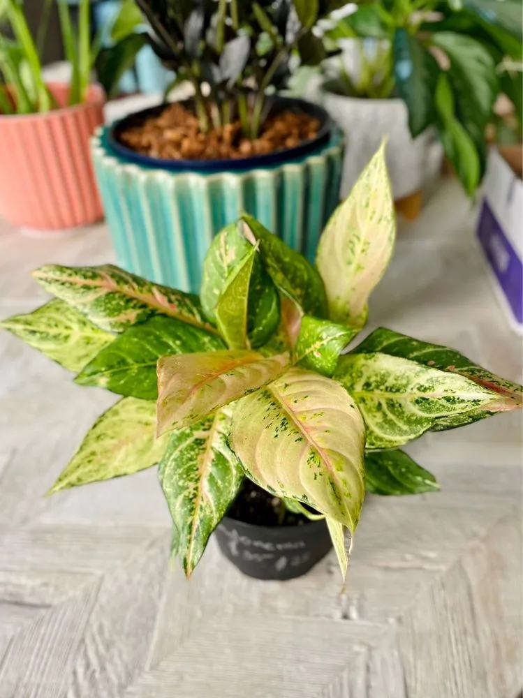 Trusted lawn mowing service near you in Oviedo, FL by Do It Yourself Lawn and Pest