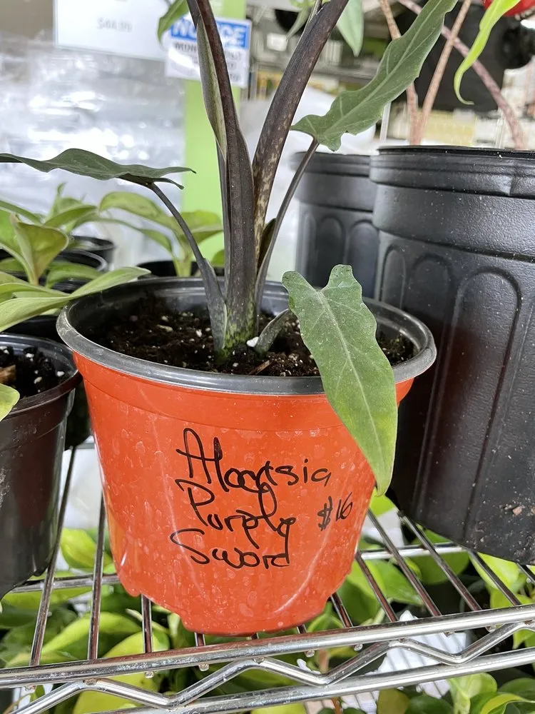 Expert yard cleanup service for beautiful yards across Oviedo, FL - Do It Yourself Lawn and Pest