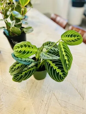 Do It Yourself Lawn and Pest Logo