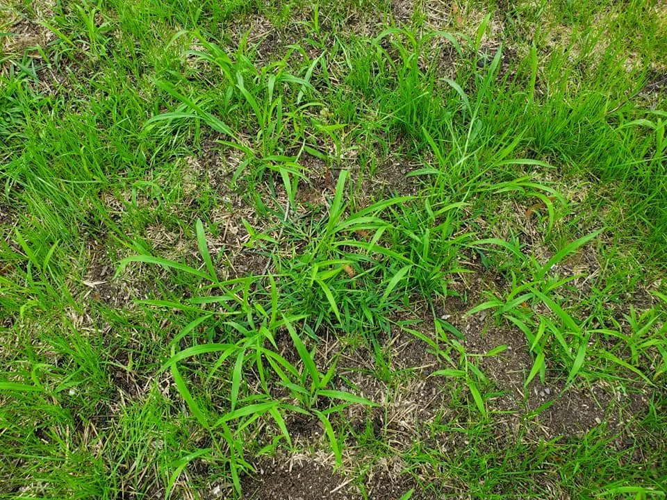 Local lawn mowing service in Lewiston, ME - Doc Green Landscaping