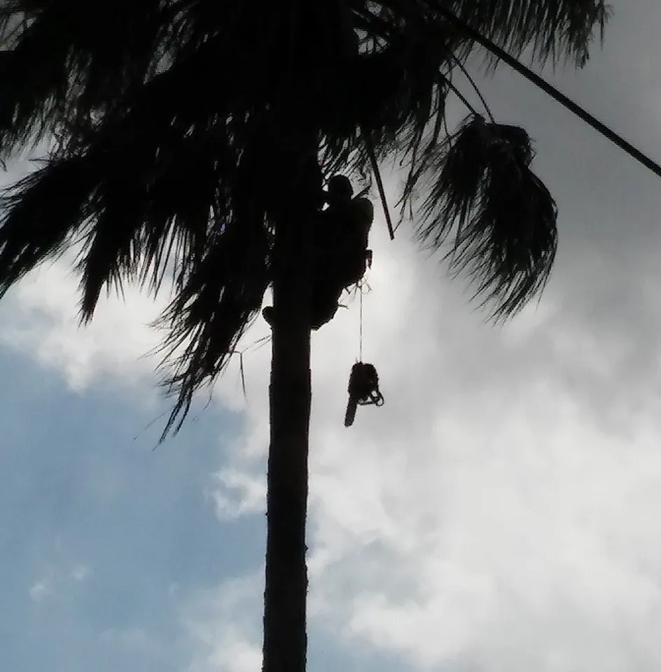 Custom outdoor landscaping for year-round maintenance in San Antonio, TX by Docs Property Maintenance