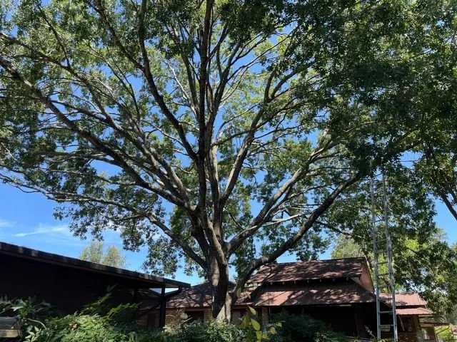 Local residential landscaping in Schertz, TX - Doc's Tree Service