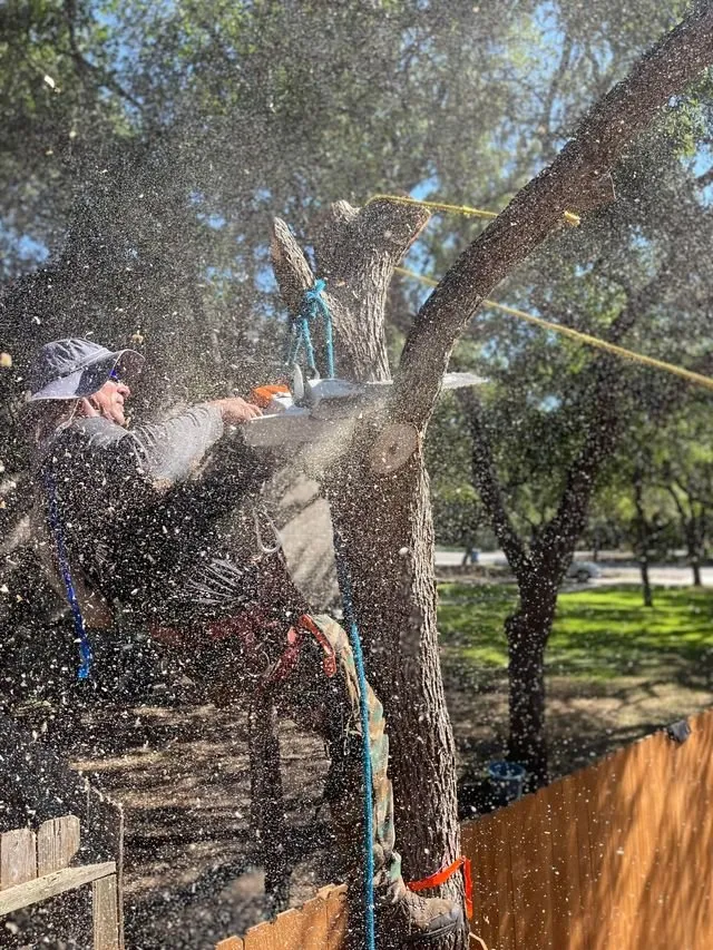 Professional yard cleanup service for residential properties across Schertz, TX - Doc's Tree Service