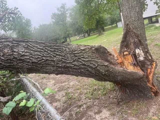 Top-rated residential landscaping experts serving Schertz, TX - Doc's Tree Service