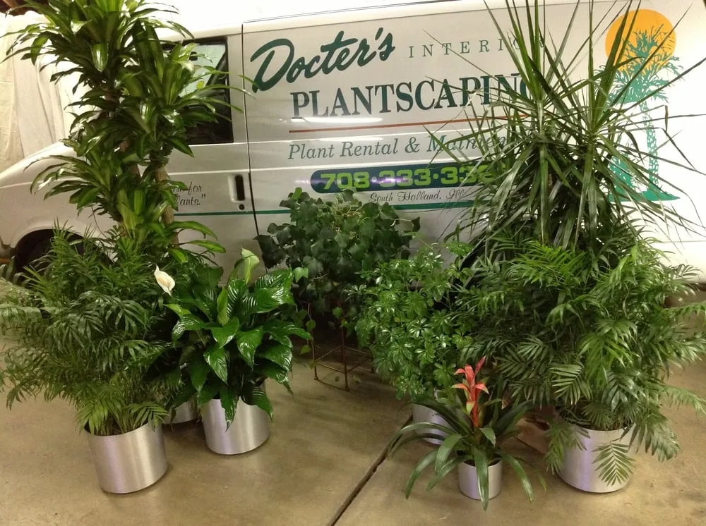 Top-rated landscape installation experts serving South Holland, IL - Docter Interior Plantscaping