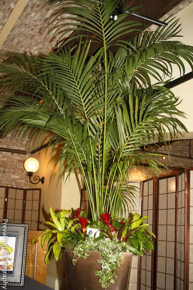 Affordable lawn mowing service for homes in Central Islip, NY by Doctor Green Landscaping