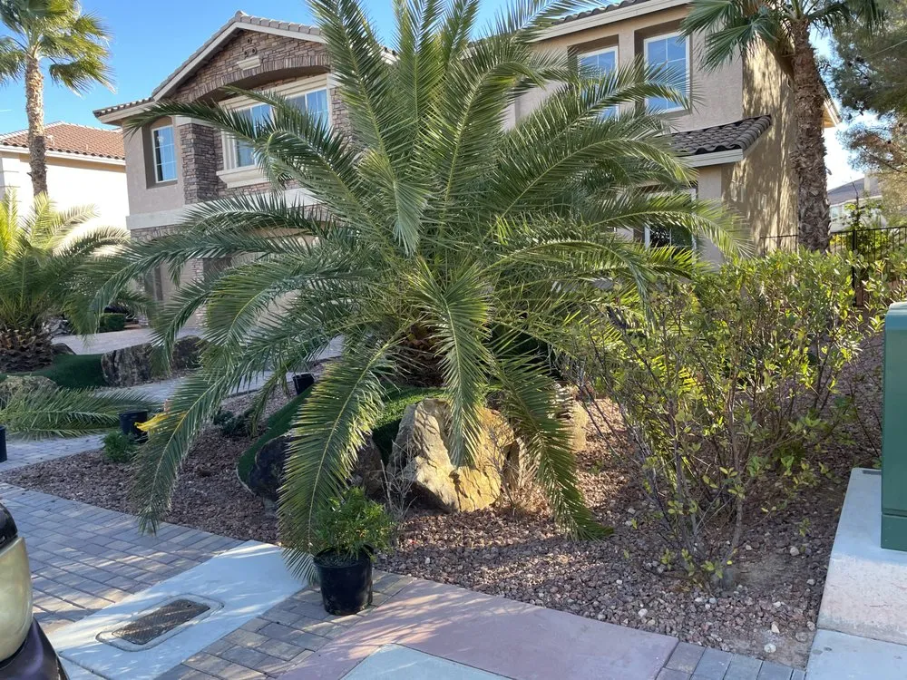 Top-rated yard cleanup service experts serving Las Vegas, NV - Doctor Lawn Care