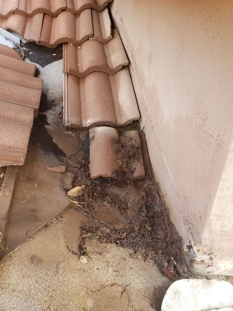 Professional yard maintenance in Phoenix, AZ - Doctor Rooftop