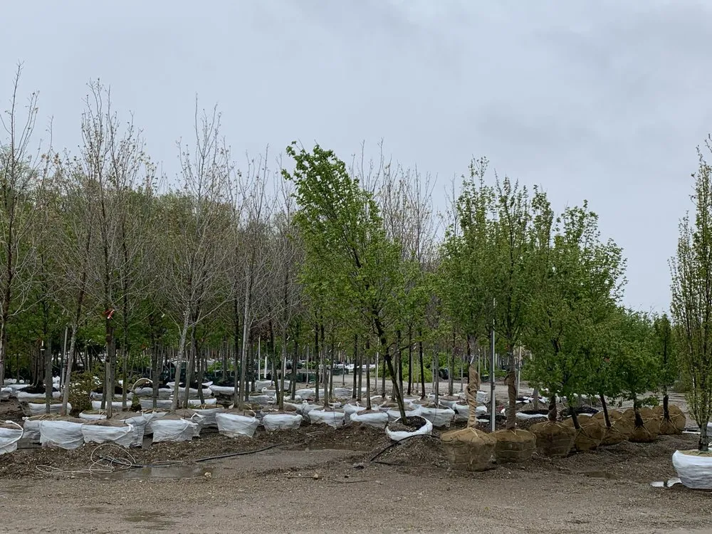 Local landscape design with custom design in Greenfield, IN by Doctor Tree & Landscaping Services