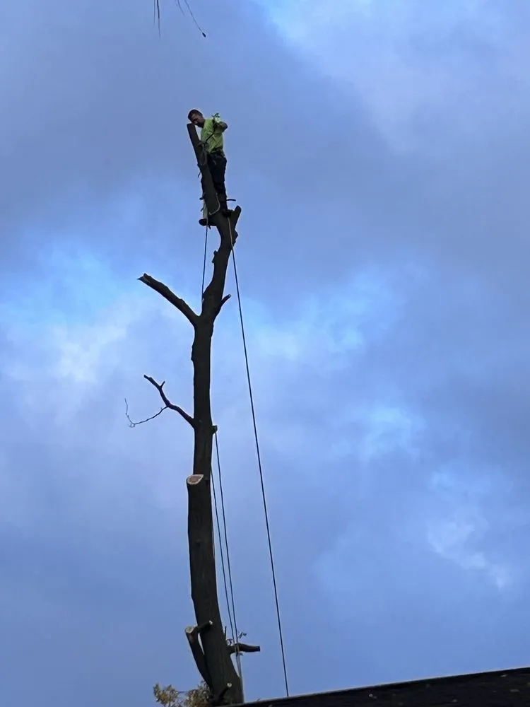 Reliable landscape design in Greenfield, IN - Doctor Tree & Landscaping Services