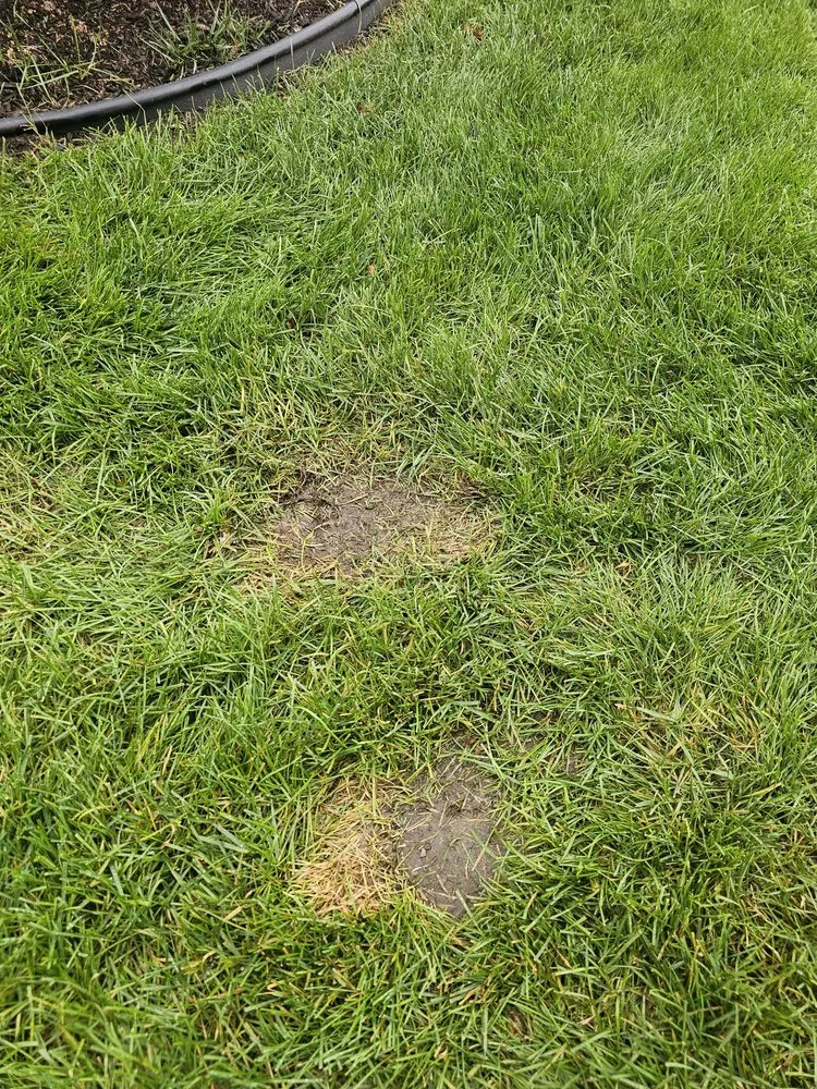 Trusted lawn mowing service in Stilwell, KS by Doctor's Lawn & Landscape