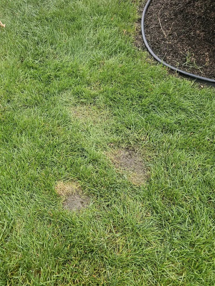 Trusted residential landscaping for beautiful yards across Stilwell, KS - Doctor's Lawn & Landscape