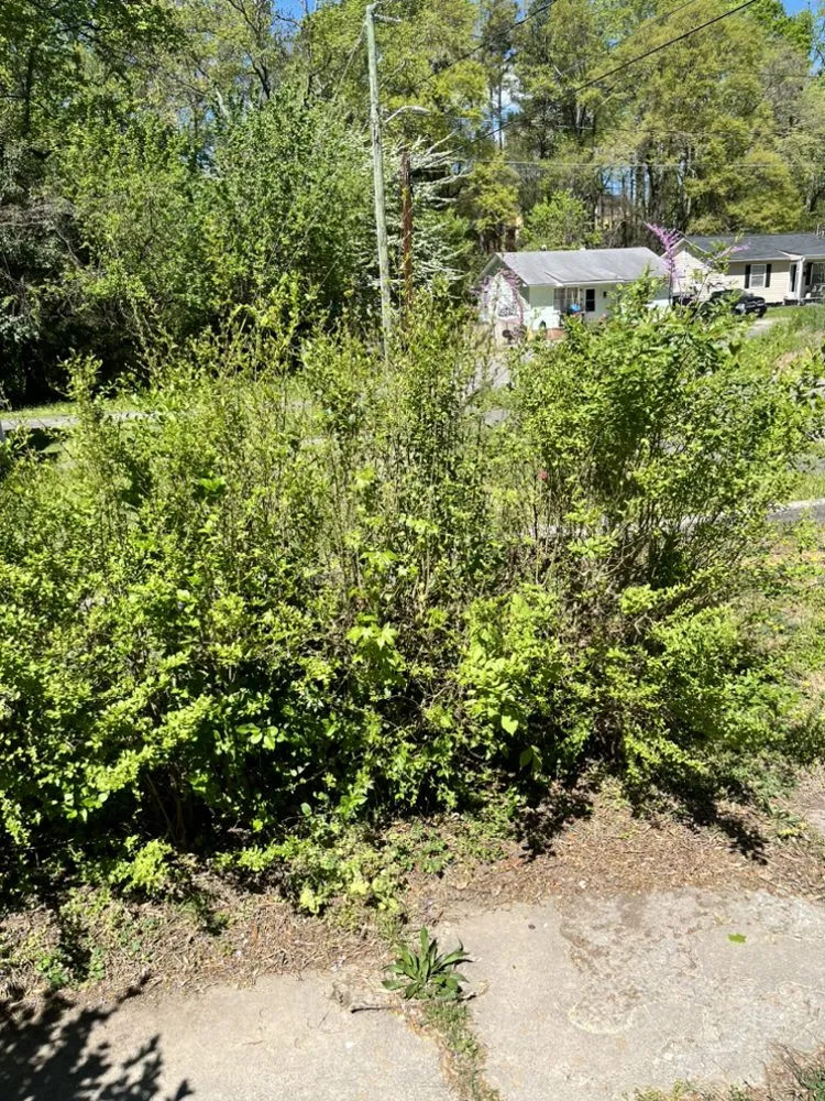 Expert residential landscaping for year-round maintenance in Durham, NC by Dodats Landscaping