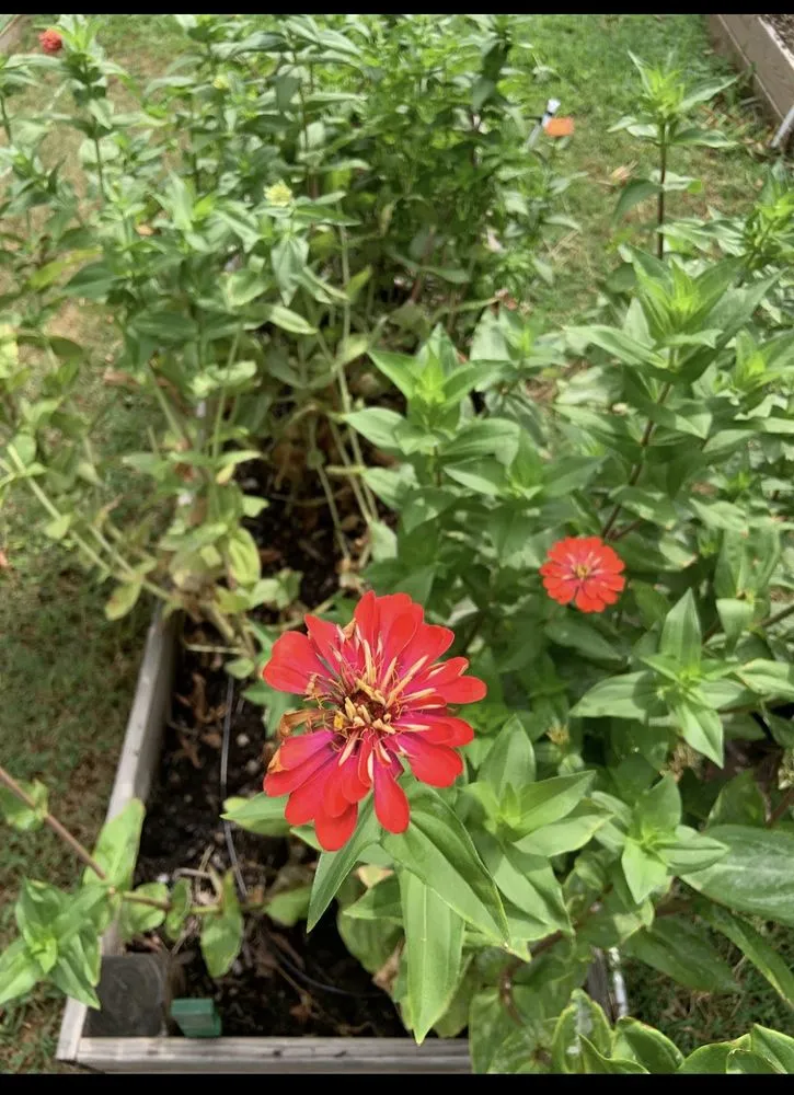 Professional landscaping services for year-round maintenance across Durham, NC - Dodats Landscaping