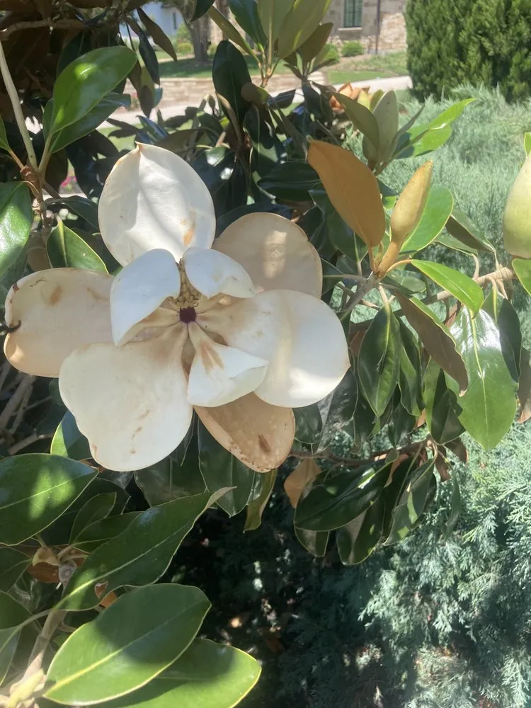 Local yard maintenance in Fort Worth, TX by Dodo Lawn