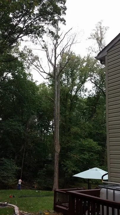 Expert yard maintenance in Raccoon Ford, VA by Dodson's Complete Tree Service