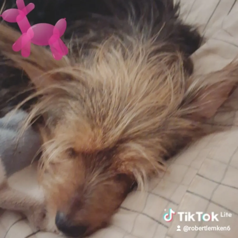 Expert outdoor landscaping in Covington, LA - Doggy Lawn Careing