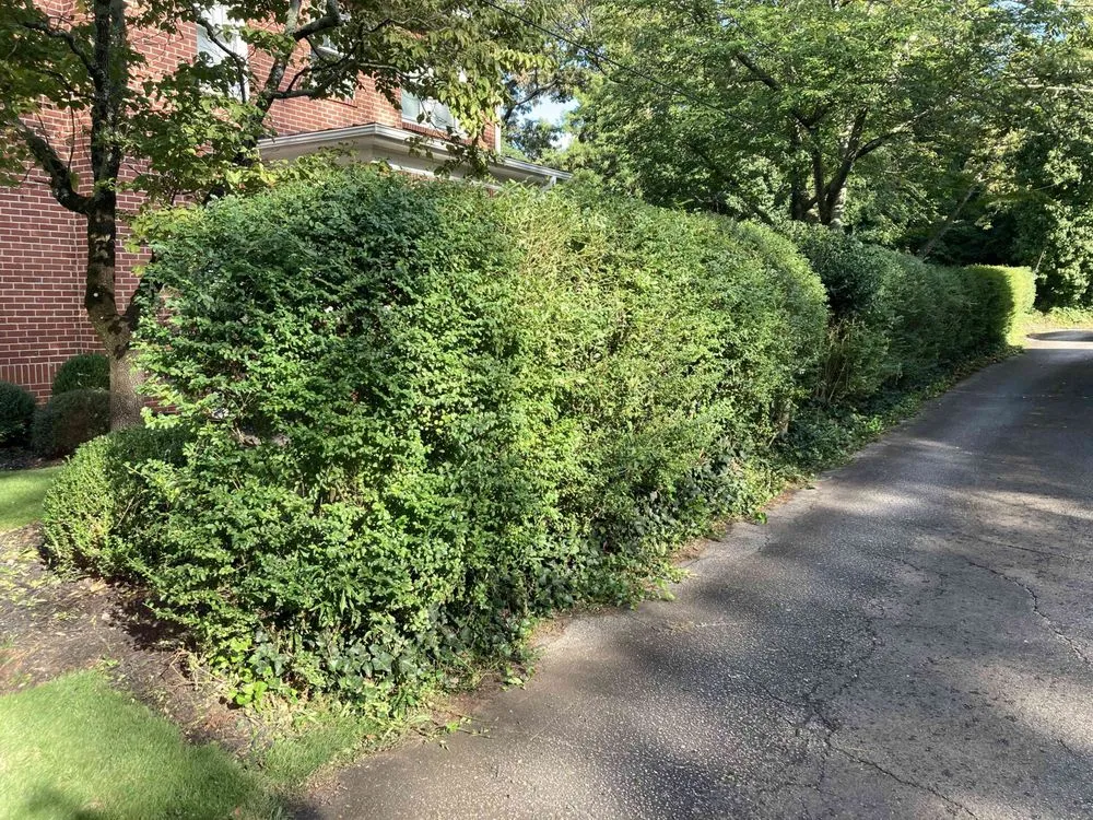 Expert residential landscaping for outdoor upgrades in Anderson, SC by Dogwood Garden Design