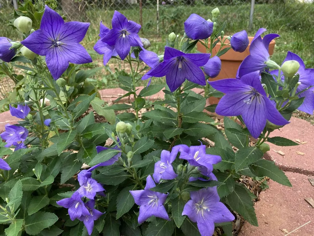 Affordable lawn mowing service for beautiful yards in Anderson, SC by Dogwood Garden Design