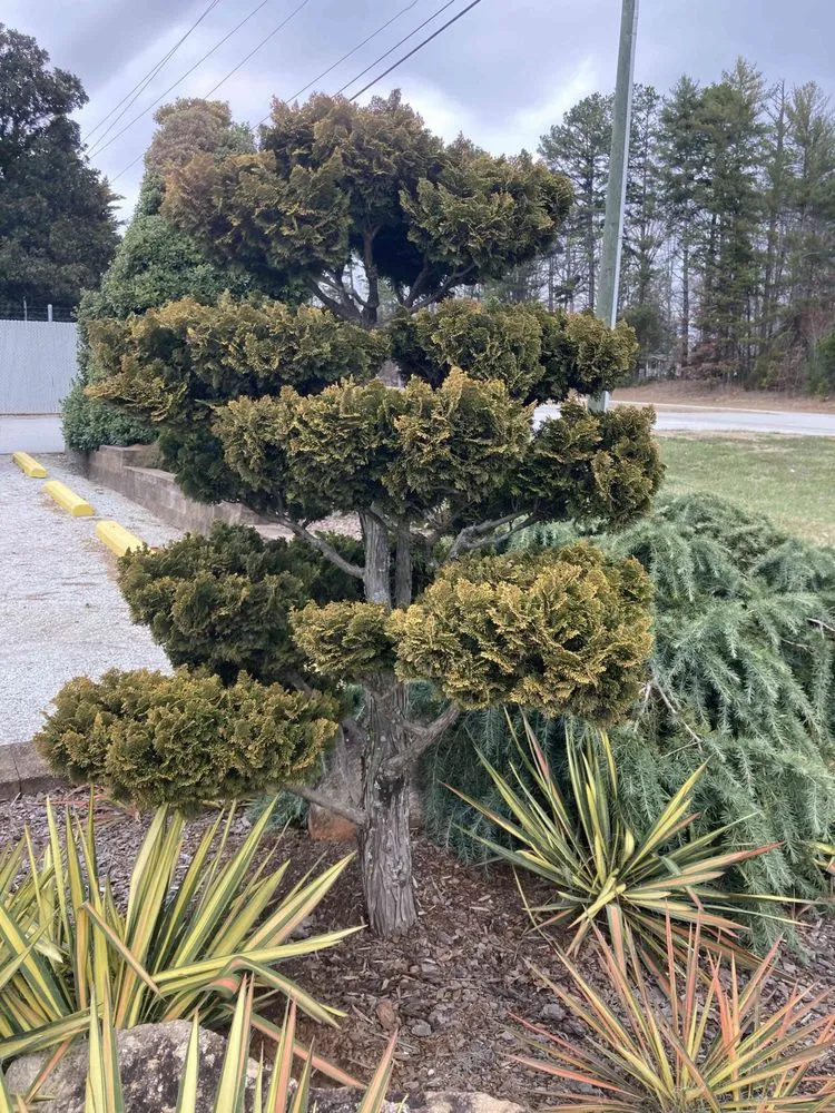 Local landscape installation near you across Anderson, SC - Dogwood Garden Design