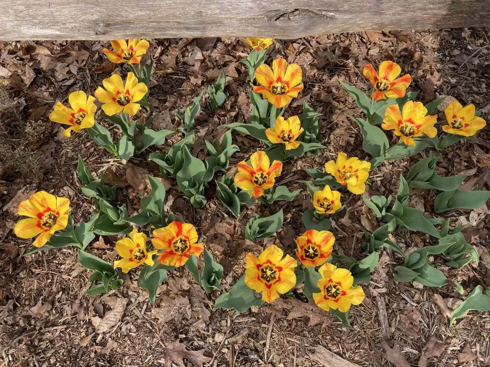 Top-rated landscape installation in Anderson, SC by Dogwood Garden Design