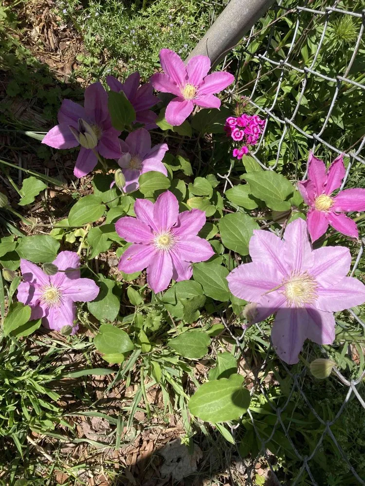 Top-rated lawn mowing service near you across Anderson, SC - Dogwood Garden Design