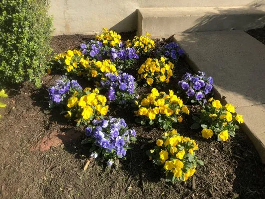 Dogwood Landscaping And Construction Services Logo