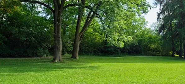 Professional yard cleanup service experts serving Fredericksburg, VA - Dogwood Lawns