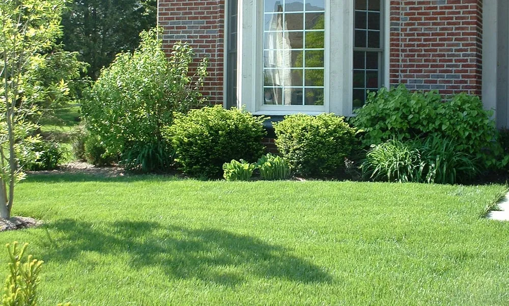 Local yard cleanup service in Fredericksburg, VA by Dogwood Lawns