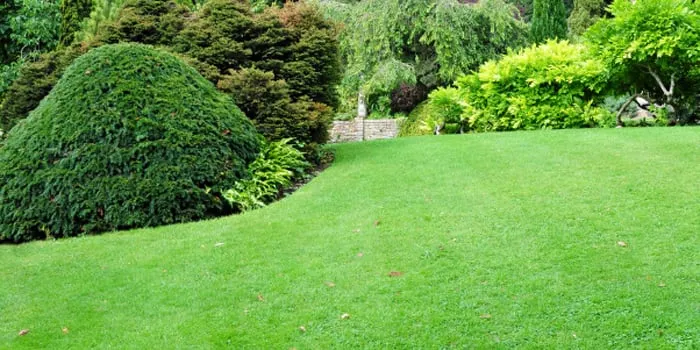 Professional lawn mowing service in Fredericksburg, VA - Dogwood Lawns