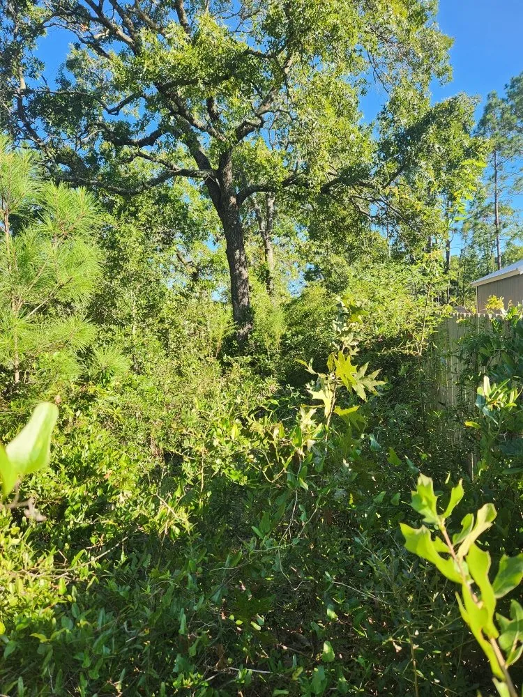 Trusted yard maintenance experts serving Winnabow, NC - Doing It Right Lawn Care & More