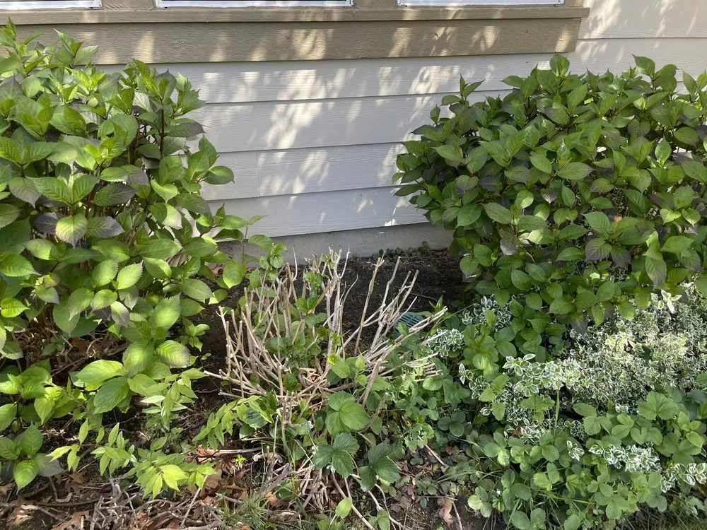 Professional outdoor landscaping with custom design in Bellingham, WA by Dolan Dynamic Landscaping